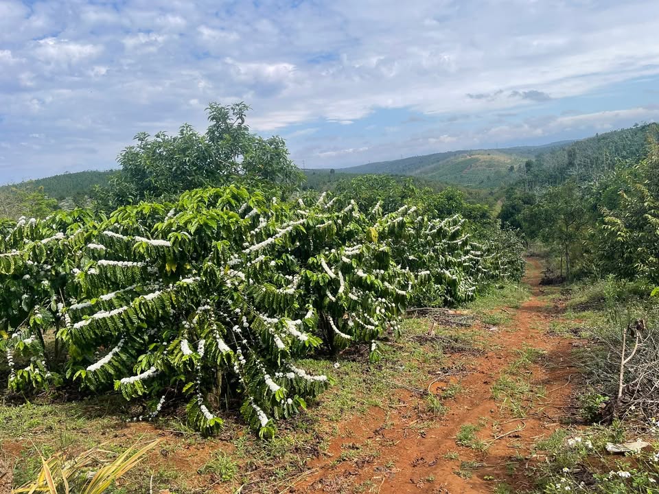 Đất nền Đắk Nông 3240m² giá 1.3 tỷ - Tiềm năng tăng giá vượt trội!