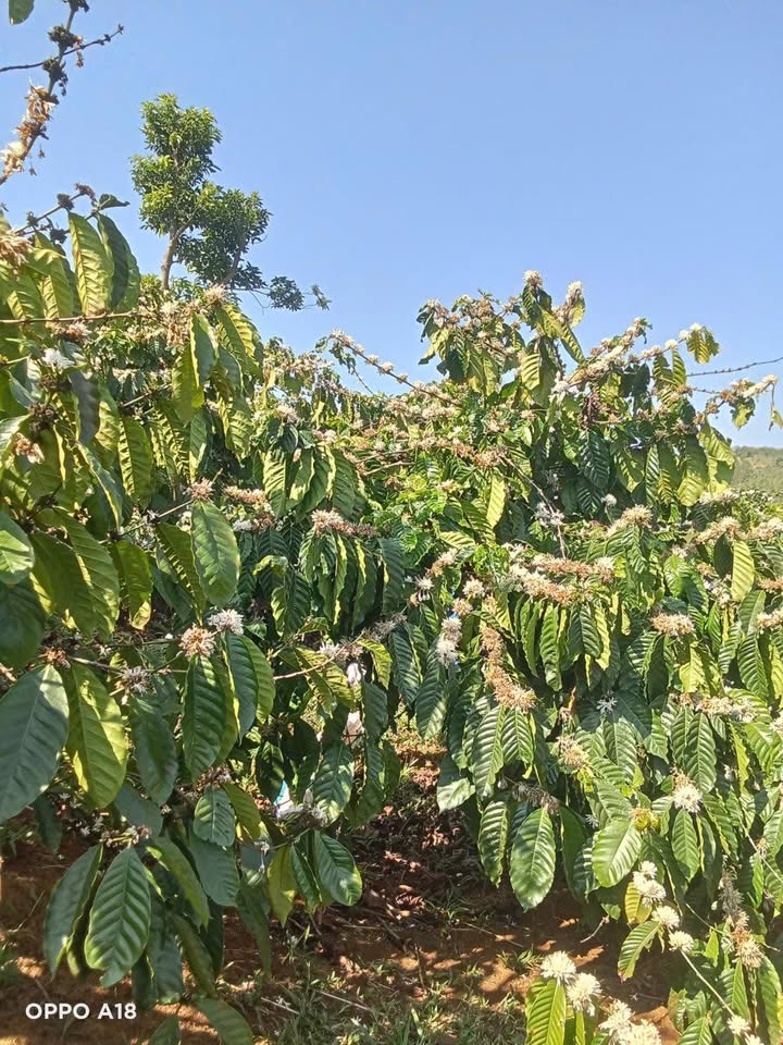 Farm Nghỉ Dưỡng 15.000m² Đắk Nông - Giá Tốt 1.2 Tỷ