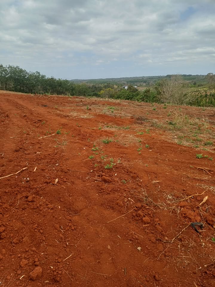 Bán Đất Vườn Đắk Lắk 14.000m² Giá 6.2 Tỷ - Sẵn Sổ Đỏ