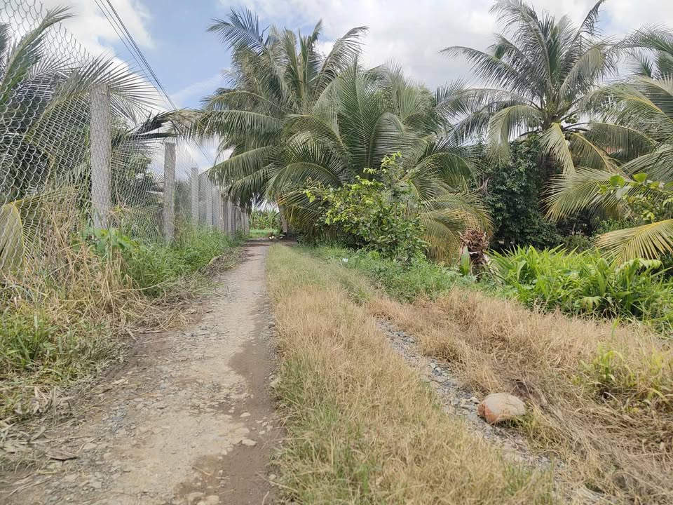 Đất Vườn Tiền Giang 1045m² - Sẵn Sàng Chuyển Đổi, View Kênh Mát Lạnh