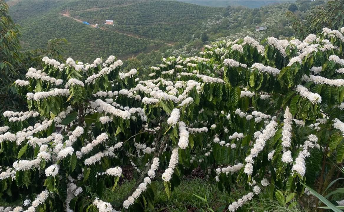 Bán Gấp Farm 3ha Đắk Nông - 3.8 Tỷ - Ô Tô Tới Tận Nhà