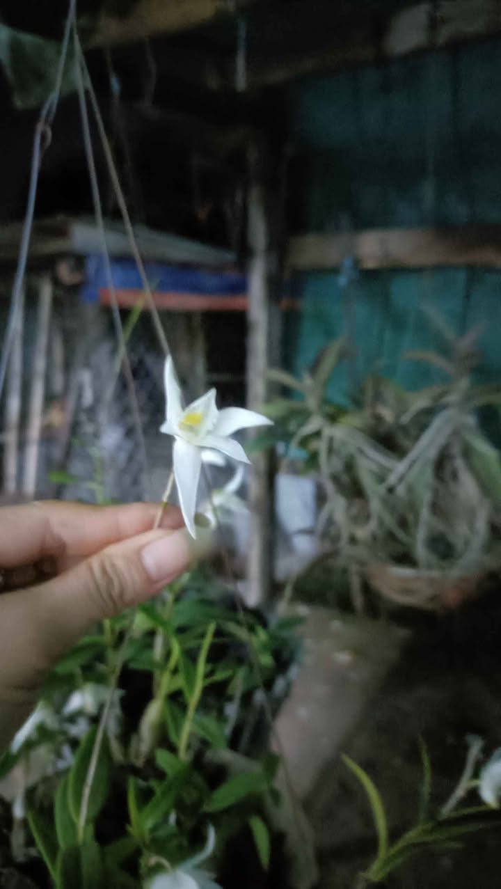 Bán Đất Mặt Tiền Phạm Hồng Thái, Tây Ninh - 310m², Ngang 10m, Giá Tốt