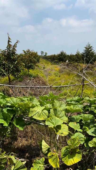 Đất Vườn Thanh Mỹ, Đồng Tháp - 140.000m² Giá Tốt, Sẵn Sàng Đầu Tư