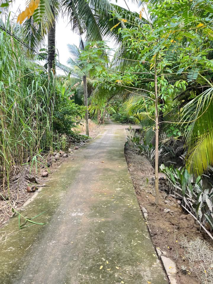 Đất Nền Phú An Hòa, Bến Tre - 123.6m² Sổ Hồng Sẵn Sàng