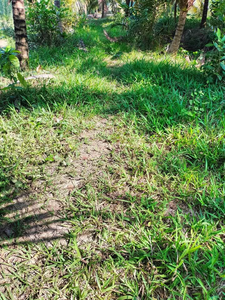 Đất Nền Châu Hòa, Bến Tre - 541.5m² Sổ Sẵn Sang Tên Ngay