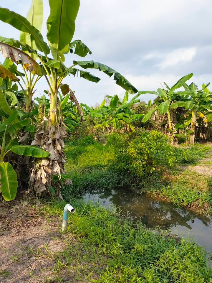 Bán Đất Vườn Phú Đức Bến Tre 5400m² - Sổ Đỏ, Giá Tốt