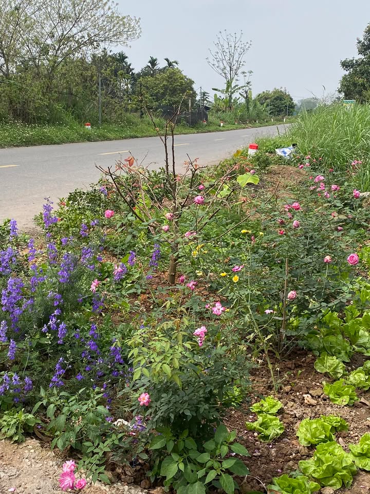 Đất nền 380m² Thủy Xuân Tiên, Chương Mỹ - Tiềm năng tăng giá!