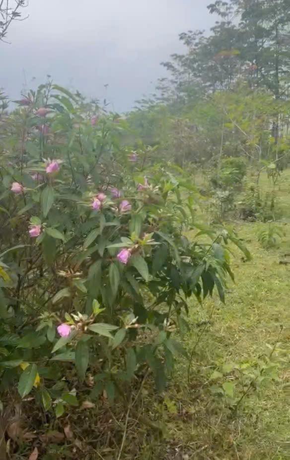 Bán Gấp Đất Đồi 85.000m² Hòa Bình - Giá Tốt Cho Nhà Đầu Tư Rừng Trồng