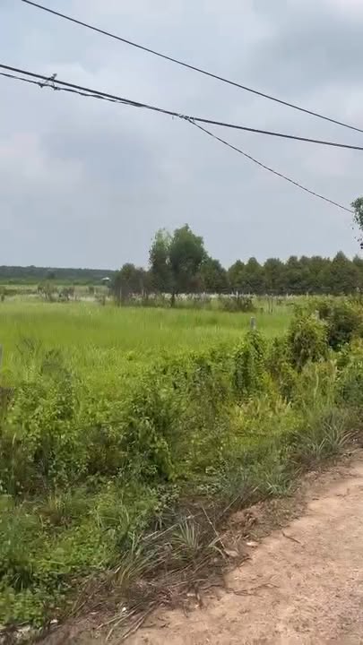 Bán Gấp Đất Lúa Mặt Tiền Trảng Bàng 1120m² - Sổ Hồng Riêng