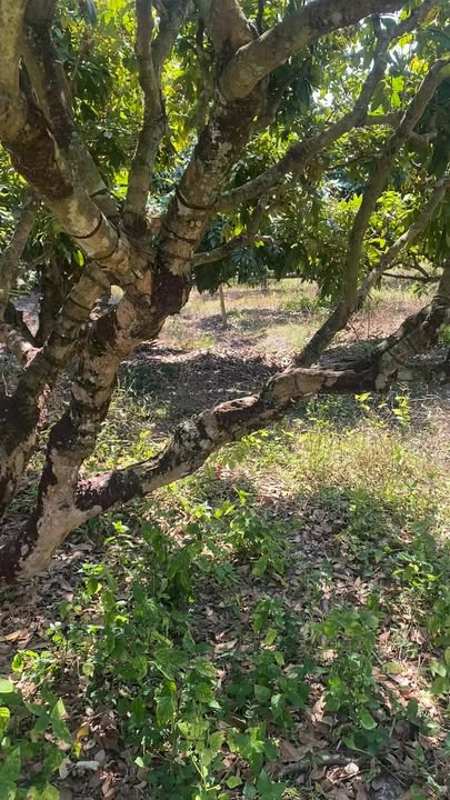 Bán Gấp Đất Vườn 7700m² Tại Tây Ninh - Giá Đầu Tư 4.2 Tỷ