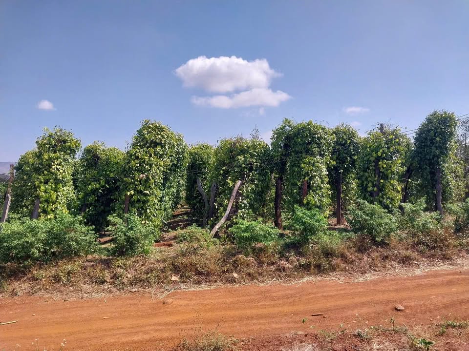 Đất Vườn 18.000m² Ia Pa, Gia Lai - Tiềm Năng Kinh Tế Vượt Trội