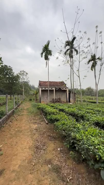 Đất nền Ba Vì 1400m² - Sổ hồng sẵn, giá 3.x triệu/m²