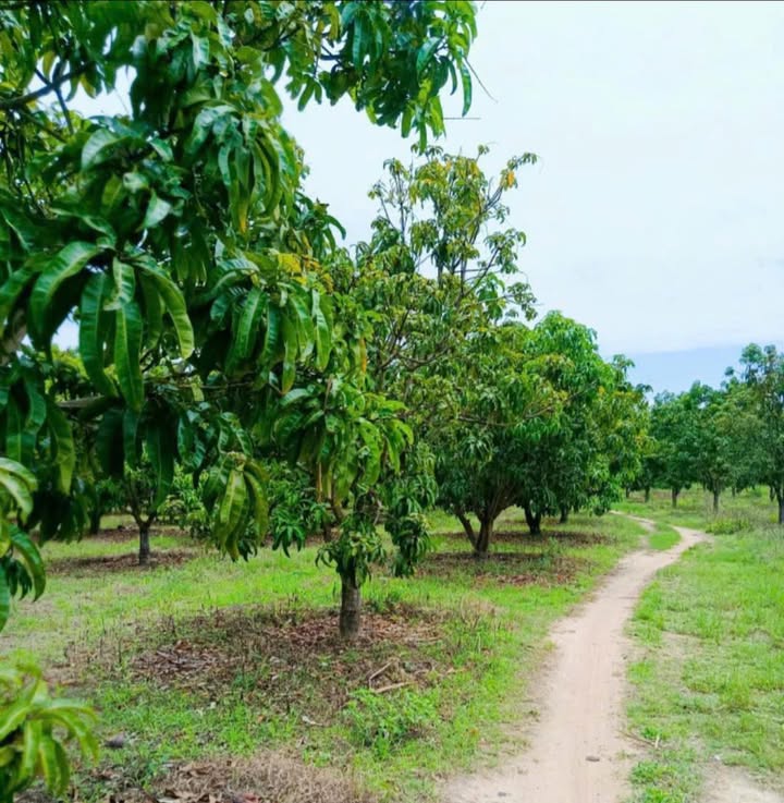 Bán Đất Vườn Xoài Cam Lâm 30.000m² - Giá Đầu Tư Chỉ Hơn 5 Tỷ