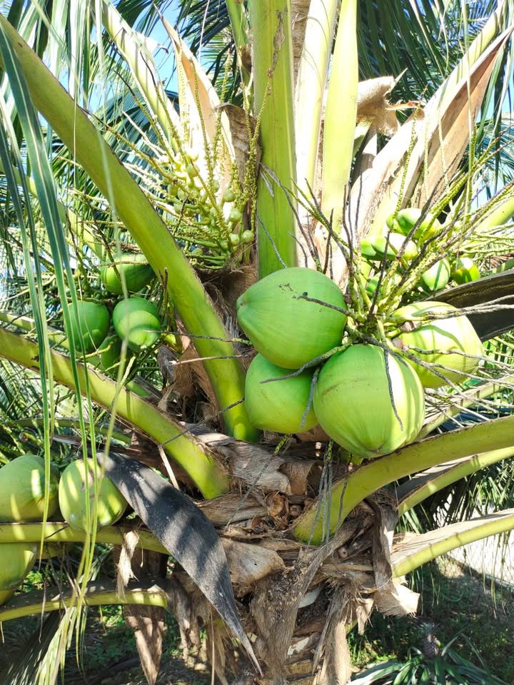 Đất Vườn Long Định, Tiền Giang - 3.175m² Giá Tốt Chính Chủ