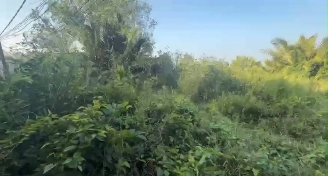 Bán Đất Vườn Long An 1000m² Sát Vành Đai 4, Giá 1.43 Tỷ