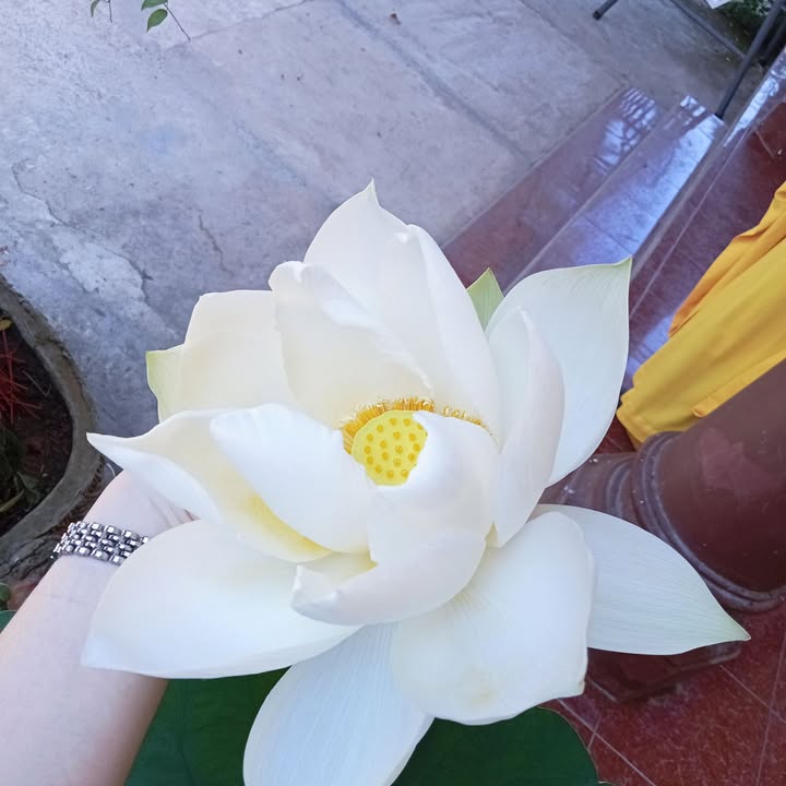 Bán Đất Hẻm Trần Hưng Đạo, Bình Định 58m² - Sổ Đỏ Chính Chủ, Giá Tốt