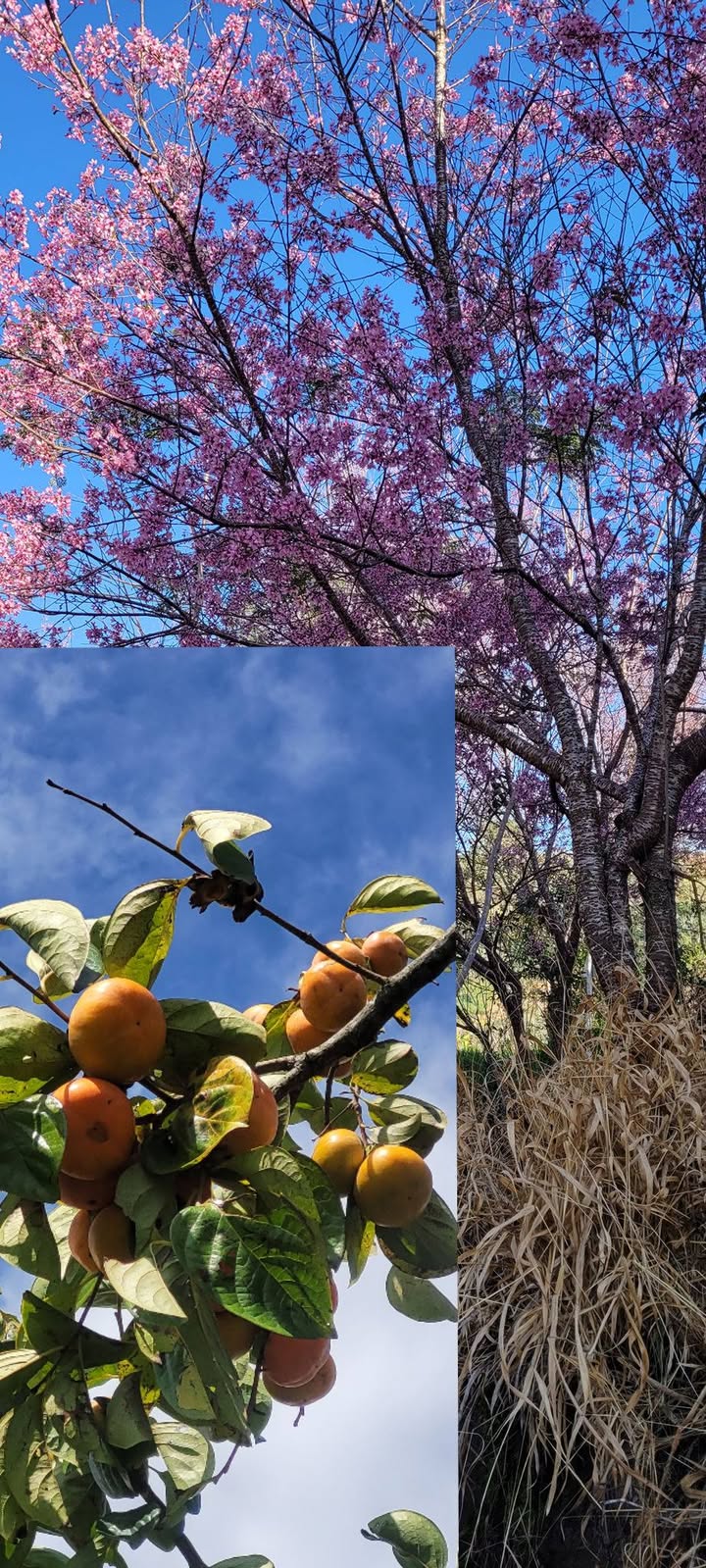 Đất Xuân Trường Trạm Hành 1046m² 1.5 tỷ - Hạ tầng hoàn thiện