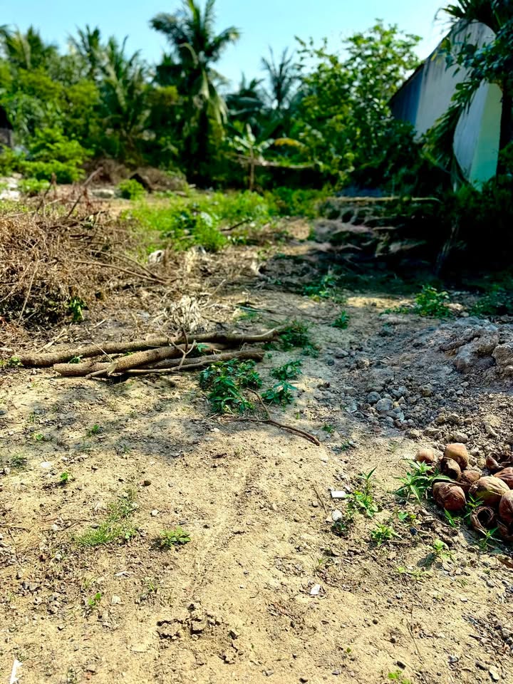 Đất nền Tân Hộ Cơ, Tân Hồng 160m² - Giá 290 triệu, thổ cư 100%