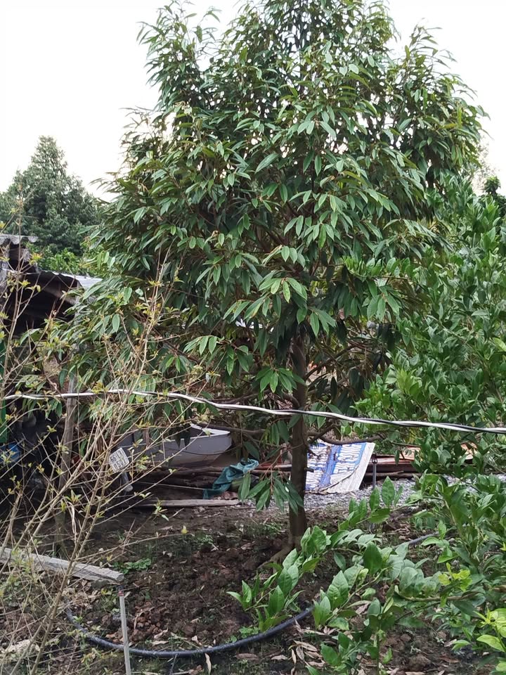 Bán Đất Vườn 4800m² Tân Phú Trung, Châu Thành - Tiềm Năng Sinh Lời Vượt Trội