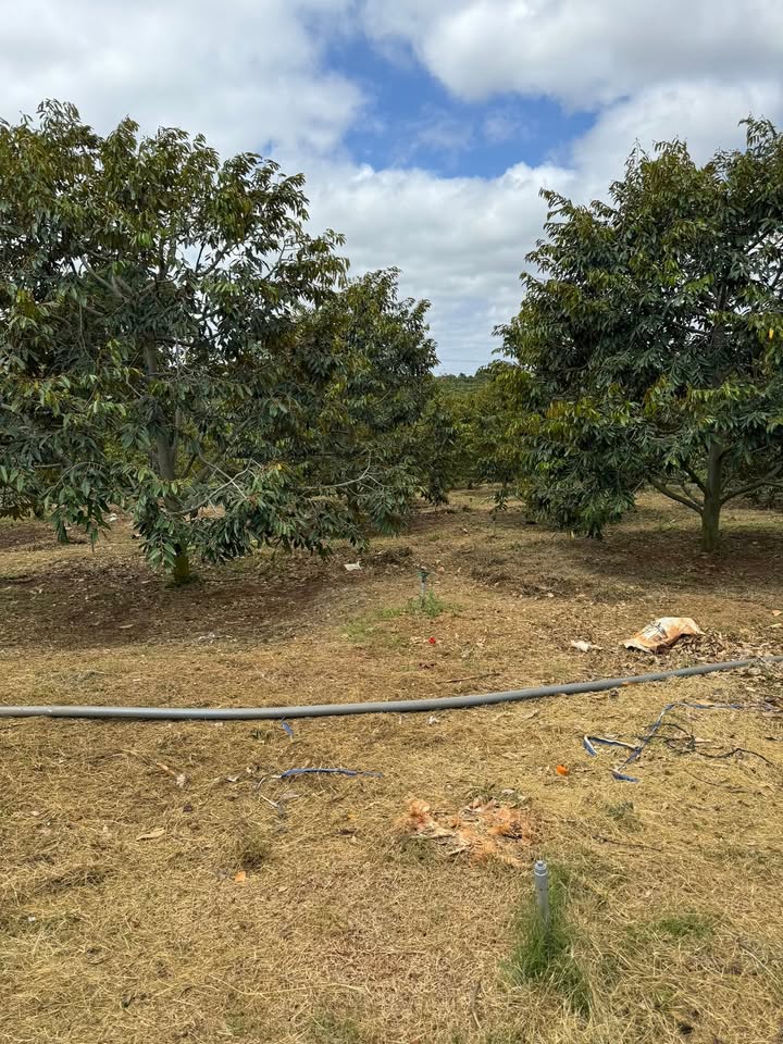 Đất Vườn Sầu Riêng 4.9ha Mặt Tiền Lớn Ea H'leo - 45 Tỷ