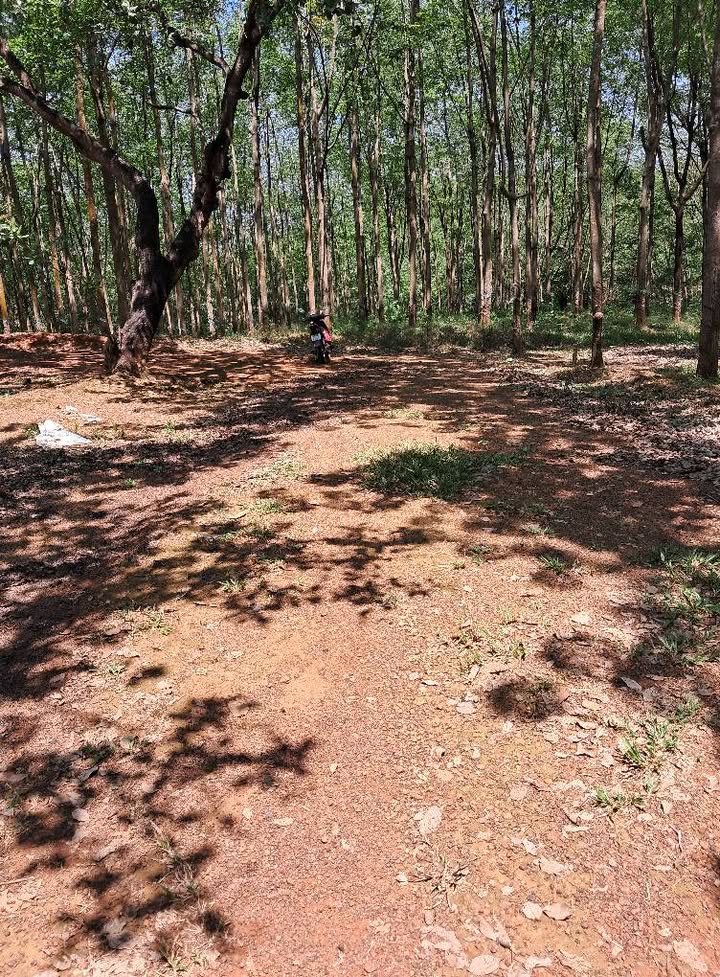 Bán Gấp 3 Hecta Đất Vườn Đồng Phú - Sổ Sẵn, Ô Tô Tận Nơi