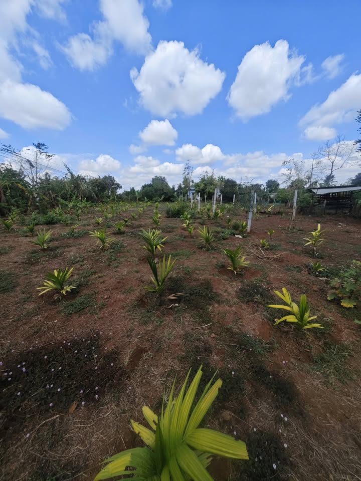 Đất nền Ea Pok, Đắk Lắk - 225m² Nở hậu, Giá chỉ 650 triệu/lô