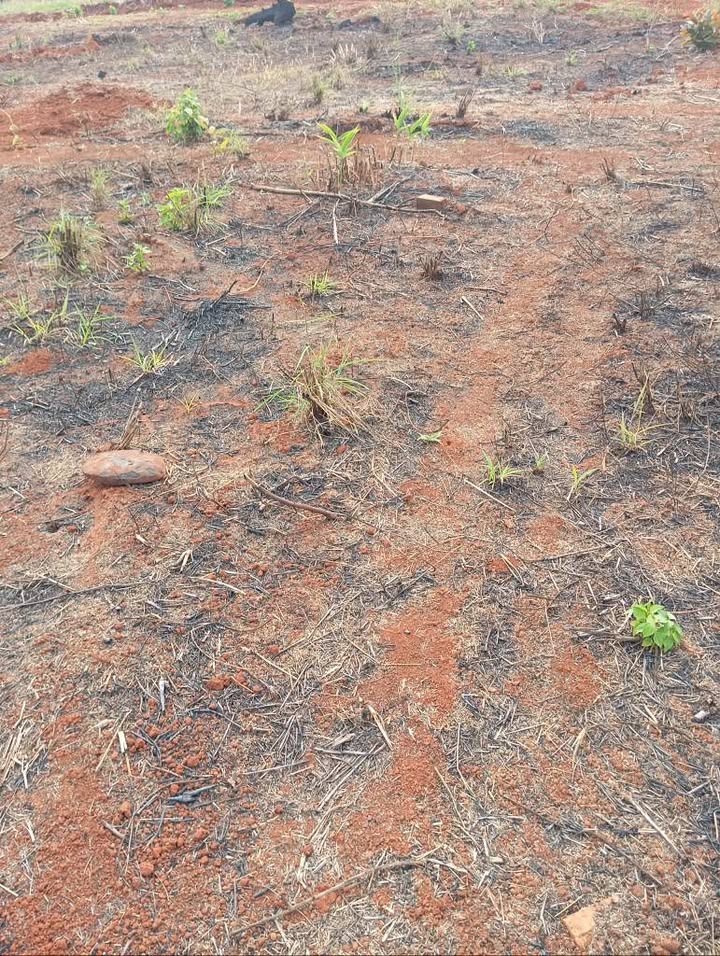 Đất rẫy Cư M'gar 13.000m² - Đầu tư dài hạn, sổ đỏ sẵn sàng!