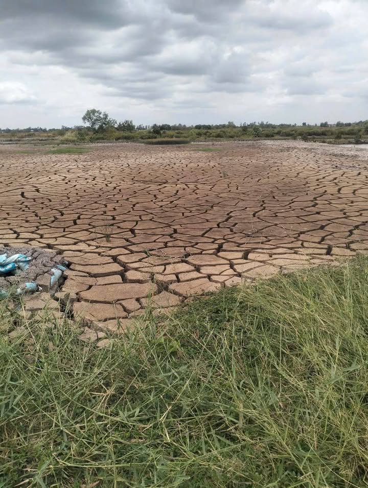 Đất Vườn Cà Mau 1300m² - Lộ Giới 3m, Sẵn Sàng Lên Thổ Cư