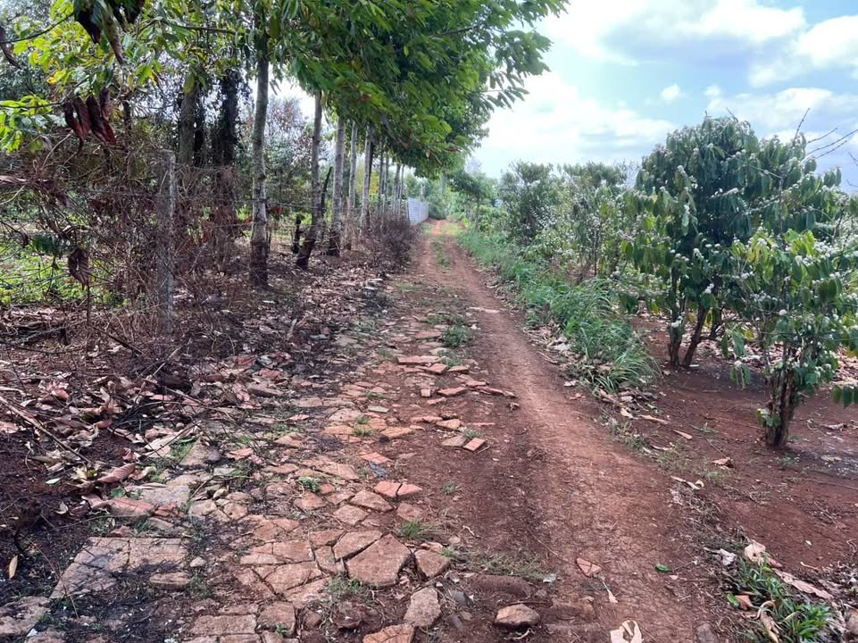 Bán Đất Đắk Lắk 7280m² - Sổ Hồng 2 Bìa Riêng - Giá Đầu Tư 1.82 Tỷ