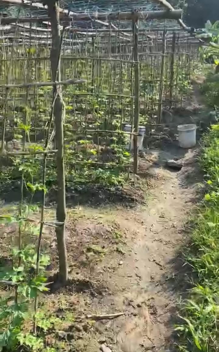 Bán Đất Vườn Rừng Đà Nẵng 2ha - Trồng Gió Trầm & Cây Ăn Trái, Giá 1.4 Tỷ