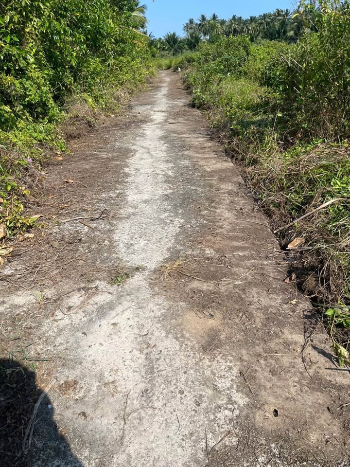 Đất Nền Long Hòa, Bình Đại 1000m² - Giá Tốt 550 Triệu, Sổ Đỏ Sẵn