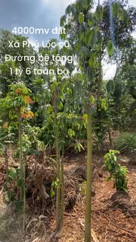 Đất vườn Phú Lộc 760m² Đồng Nai - Sổ hồng, đầu tư dài hạn!