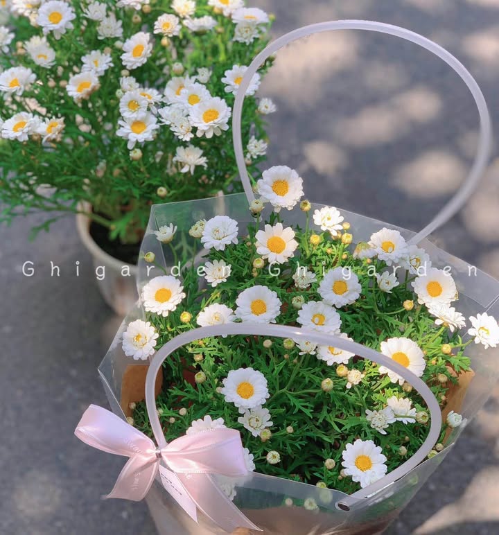 Đất nền 310m² MT Đỗ Thúc Tịnh - Cẩm Lệ - Đà Nẵng - Sổ đỏ sẵn sàng