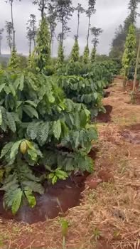 Bán gấp Farm 2520m² Đắk Lắk - 2.95 tỷ, sẵn sàng thu hoạch cà phê tơ