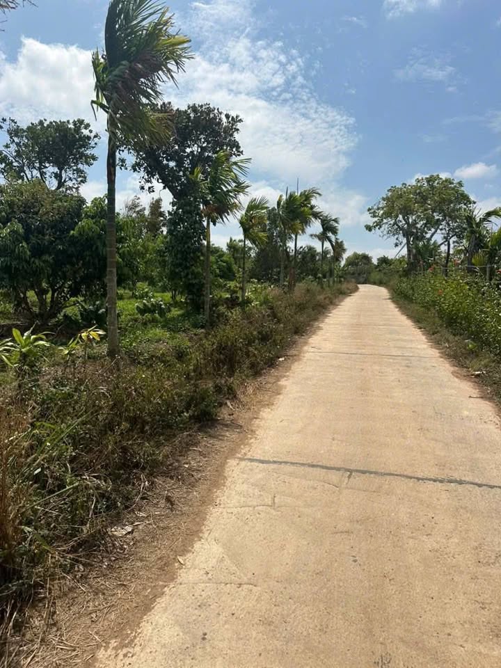 Lô Rẫy 1ha Buôn Hồ, Đắk Lắk 1.5 tỷ - Đầu tư dài hạn, sinh lời bền vững!