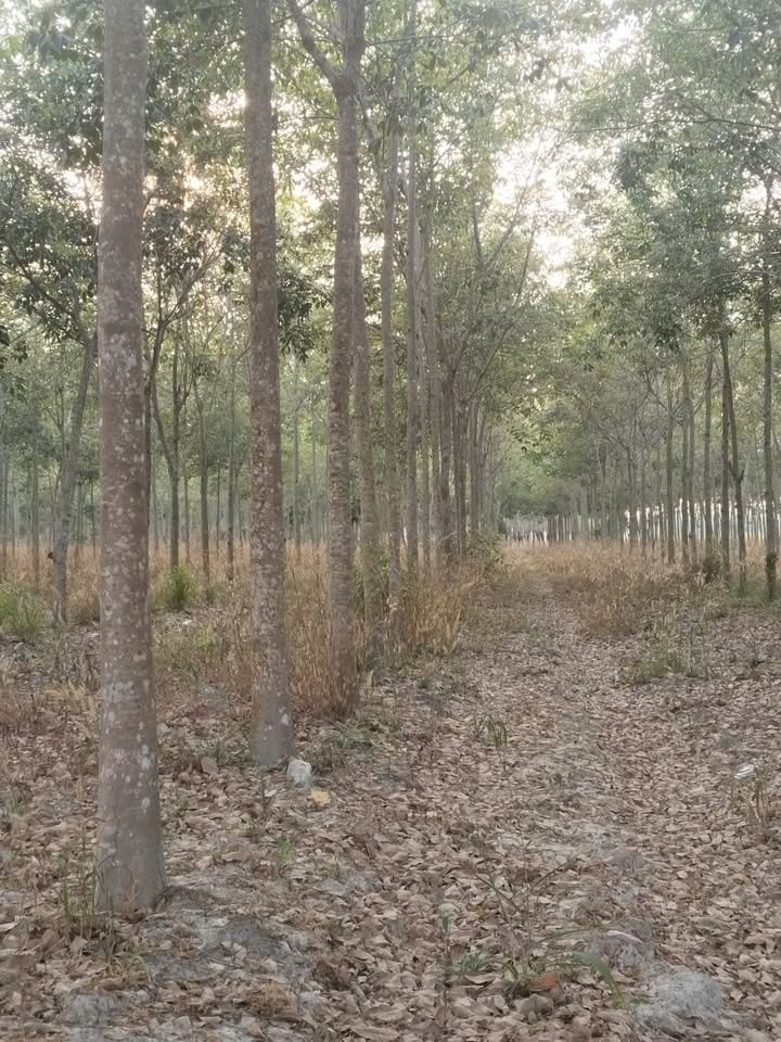 Đất Vườn Cao Su 37.000m² - Tân Biên, Tây Ninh - Sẵn Sàng Thu Hoạch