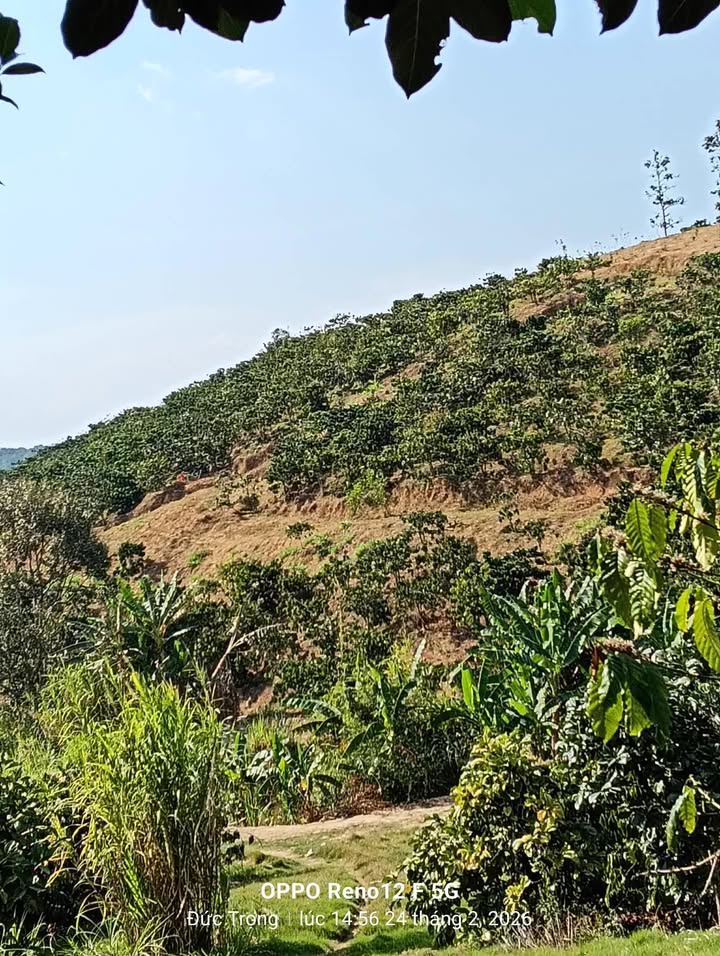 Đất Vườn Ka Đô, Đơn Dương 40.000m² - Cơ Hội Đầu Tư Dài Hạn!