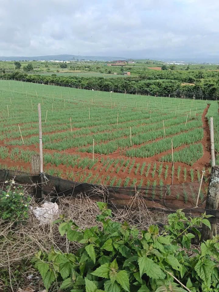 Đất nền N'Thol Hạ Đức Trọng 2890m² - Sổ đỏ chính chủ!