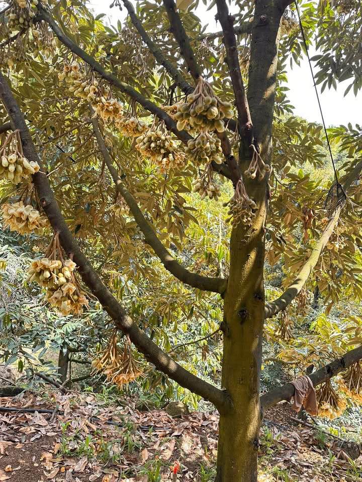 Bán Gấp 3ha Đất Sầu Riêng Lâm Đồng - Vườn Thu Mạnh, Sổ Đỏ 2ha