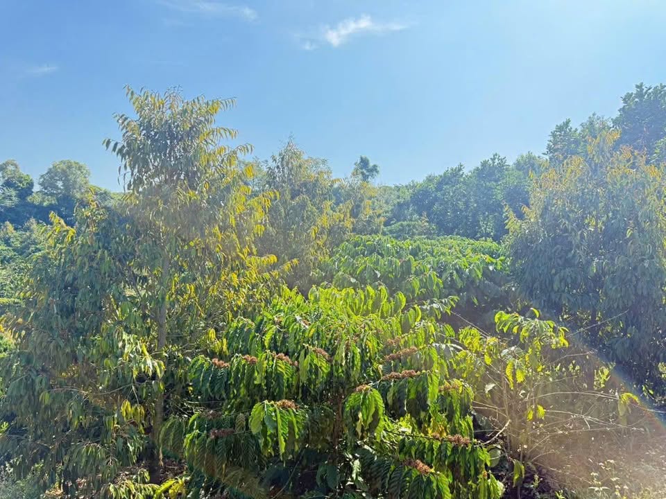 Đất Vườn Tân Thanh, Lâm Hà 1.6ha - Sổ Hồng Rõ Ràng, Giá Tốt!