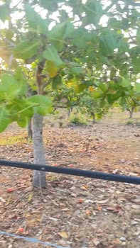 Đất vườn Ia Pnôn 1.2ha - Giá đầu tư tốt chỉ 250 triệu!