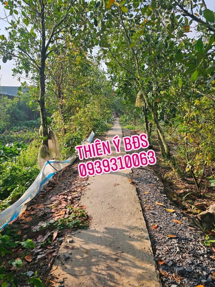 Đất Vườn Xã Tân Dương 11.000m² giá 3.1 tỷ - Sinh thái xanh, tiềm năng lớn!