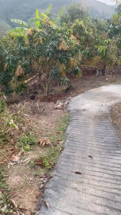 Đất Vườn Suối Hiệp, Diên Khánh 6000m² - Giá Đầu Tư Tốt!