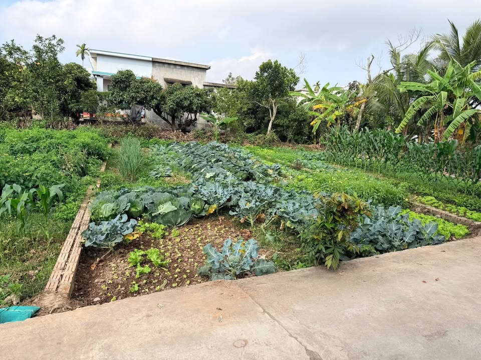 Đất Nền 106m² Giá Tốt Đường Thông Quang Trung, TP. Hải Dương - Sổ Đỏ Sẵn Sàng