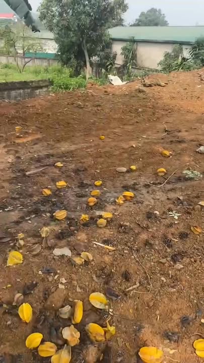 Đất Vườn Sơn Cẩm - 593m² Sổ Đỏ Hơn 3 Tỷ - Xây Biệt Thự Lý Tưởng