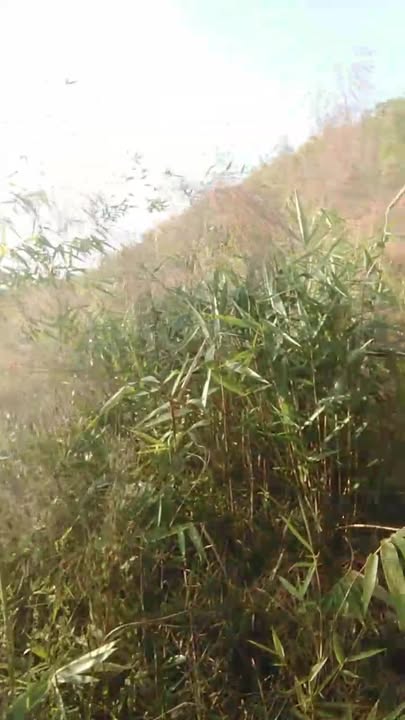 Đất Vườn Đăk Nông 4ha - Sổ Đỏ Chính Chủ, Giá Đầu Tư 1.7 Tỷ