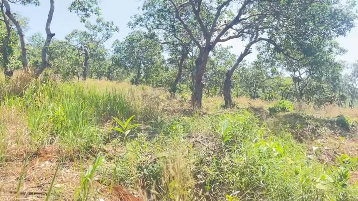 Đất nền Quảng Tân, Đắk Nông 1.6ha giá 1.2 tỷ - Sổ đỏ chính chủ!