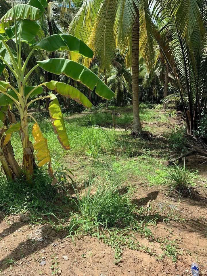 Đất nền Mỏ Cày Nam 700m² giá 700 triệu - Tiềm năng tăng giá!