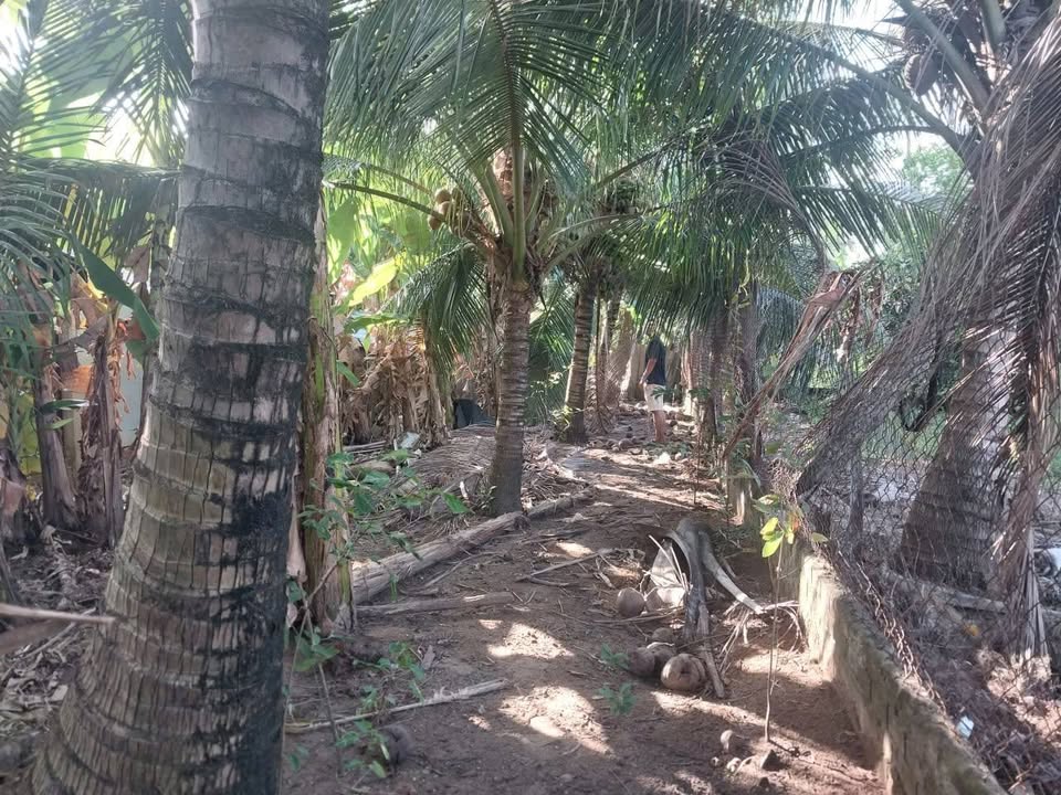 Bán Đất Mặt Tiền Huyện Lộ 22 Bến Tre 388m² Giá 680 Triệu