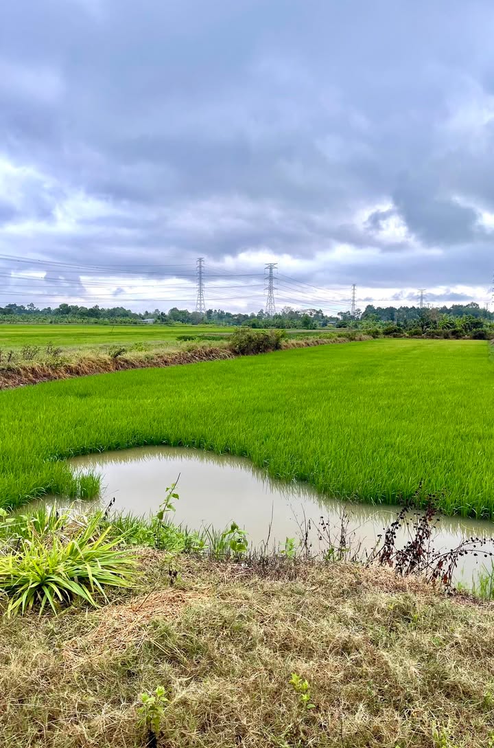 Bán Gấp Đất Lúa Ngũ Lạc 2700m² - Sổ Riêng Giá Tốt